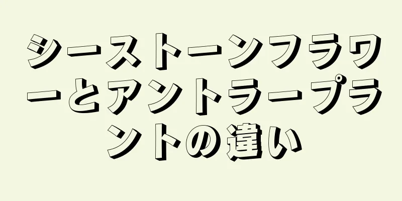 シーストーンフラワーとアントラープラントの違い