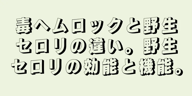 毒ヘムロックと野生セロリの違い。野生セロリの効能と機能。