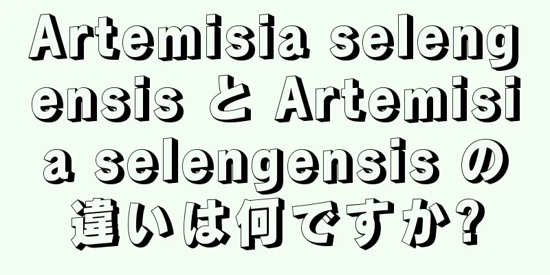 Artemisia selengensis と Artemisia selengensis の違いは何ですか?
