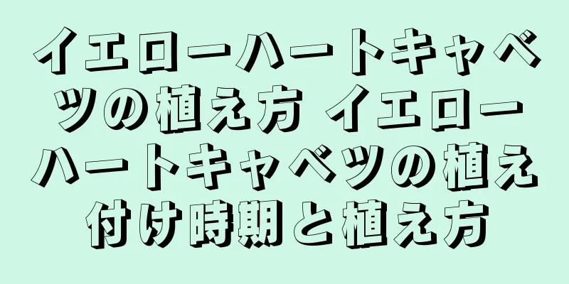 イエローハートキャベツの植え方 イエローハートキャベツの植え付け時期と植え方