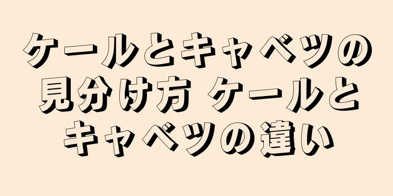 ケールとキャベツの見分け方 ケールとキャベツの違い