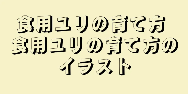 食用ユリの育て方 食用ユリの育て方のイラスト