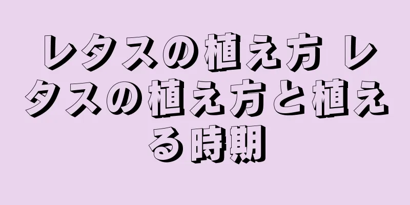 レタスの植え方 レタスの植え方と植える時期