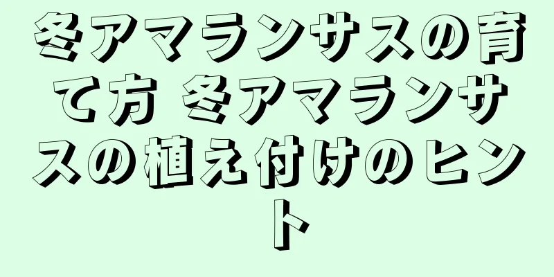 冬アマランサスの育て方 冬アマランサスの植え付けのヒント
