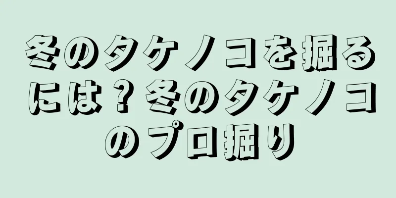冬のタケノコを掘るには？冬のタケノコのプロ掘り
