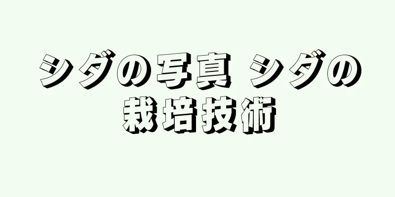 シダの写真 シダの栽培技術