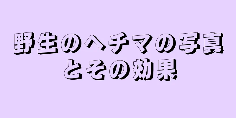 野生のヘチマの写真とその効果
