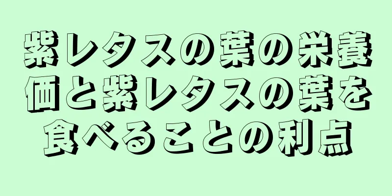 紫レタスの葉の栄養価と紫レタスの葉を食べることの利点