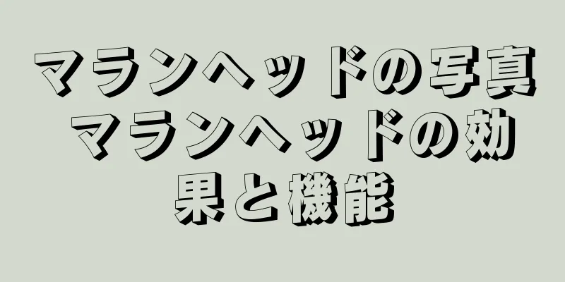 マランヘッドの写真 マランヘッドの効果と機能