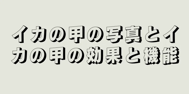イカの甲の写真とイカの甲の効果と機能