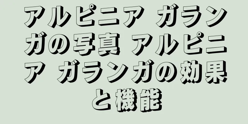 アルピニア ガランガの写真 アルピニア ガランガの効果と機能