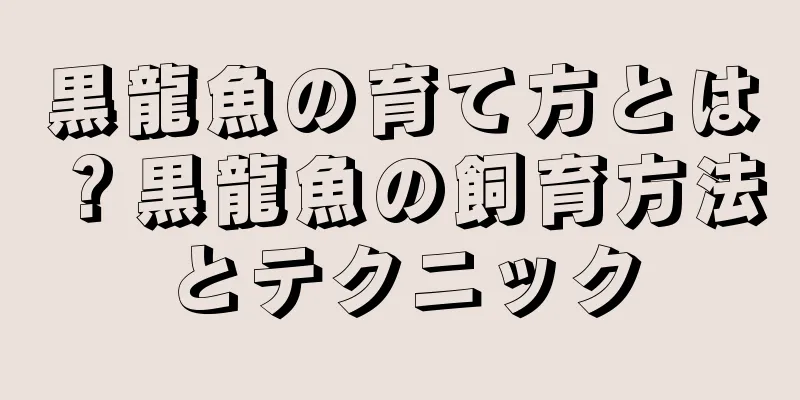 黒龍魚の育て方とは？黒龍魚の飼育方法とテクニック