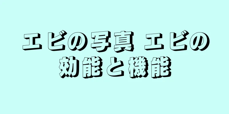 エビの写真 エビの効能と機能