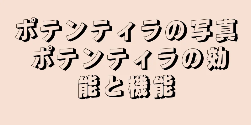 ポテンティラの写真 ポテンティラの効能と機能