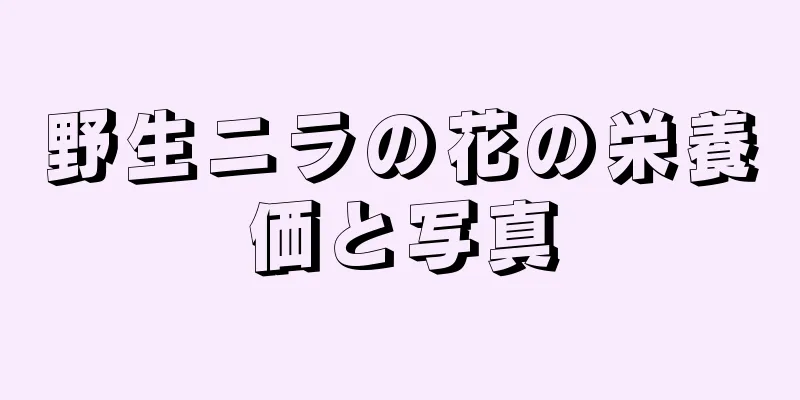 野生ニラの花の栄養価と写真