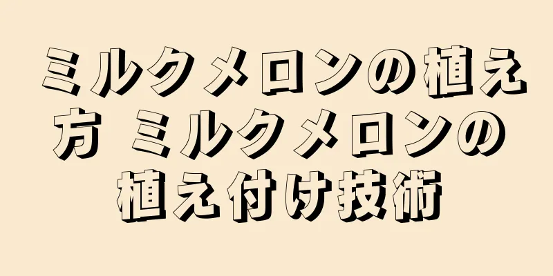 ミルクメロンの植え方 ミルクメロンの植え付け技術
