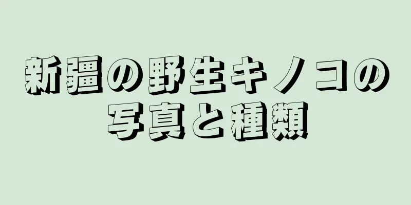 新疆の野生キノコの写真と種類
