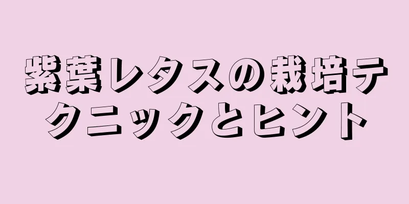 紫葉レタスの栽培テクニックとヒント