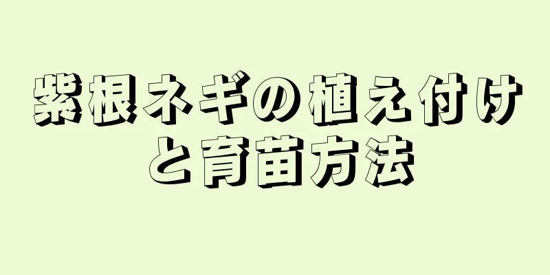 紫根ネギの植え付けと育苗方法