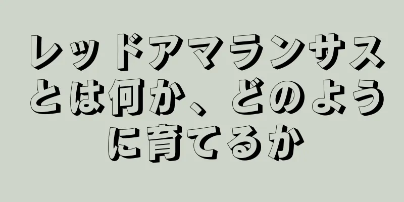 レッドアマランサスとは何か、どのように育てるか