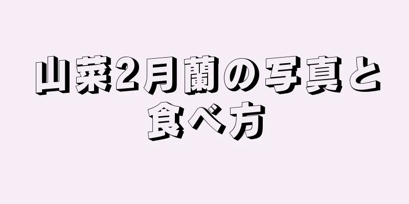 山菜2月蘭の写真と食べ方