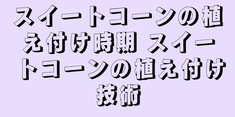 スイートコーンの植え付け時期 スイートコーンの植え付け技術