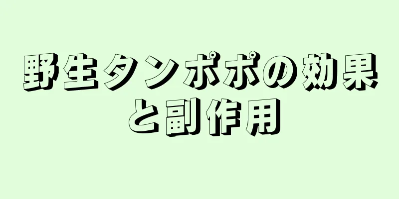 野生タンポポの効果と副作用