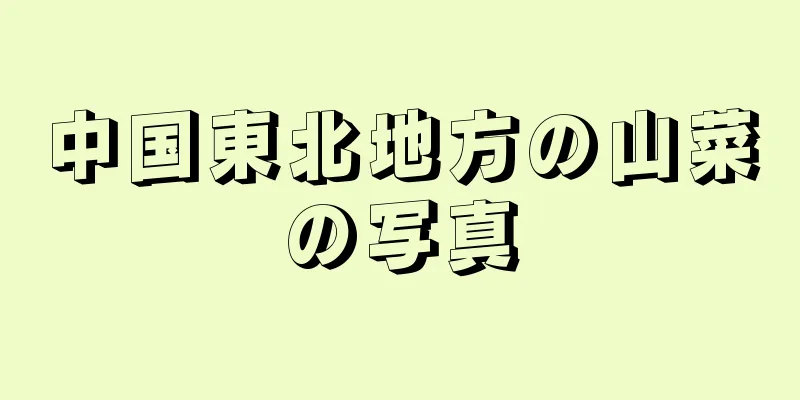 中国東北地方の山菜の写真