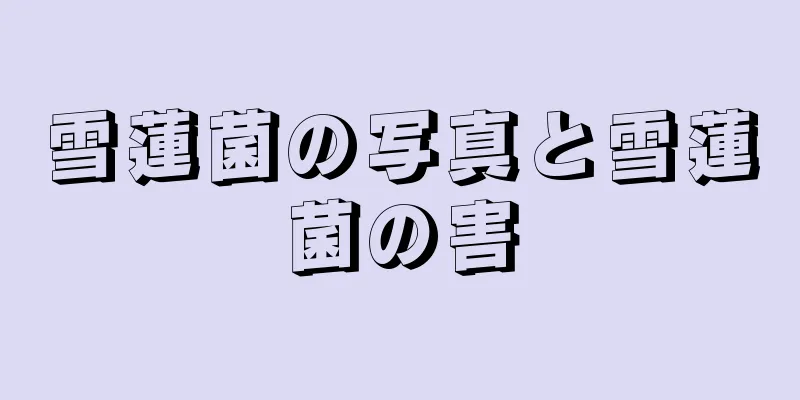 雪蓮菌の写真と雪蓮菌の害