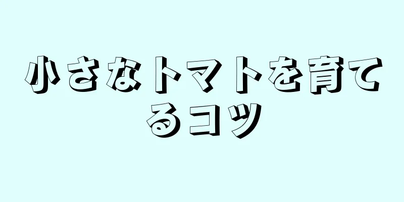 小さなトマトを育てるコツ