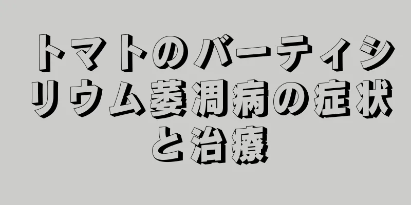 トマトのバーティシリウム萎凋病の症状と治療