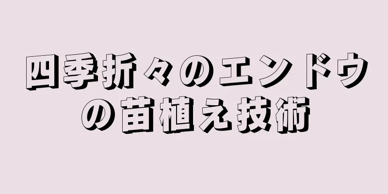 四季折々のエンドウの苗植え技術