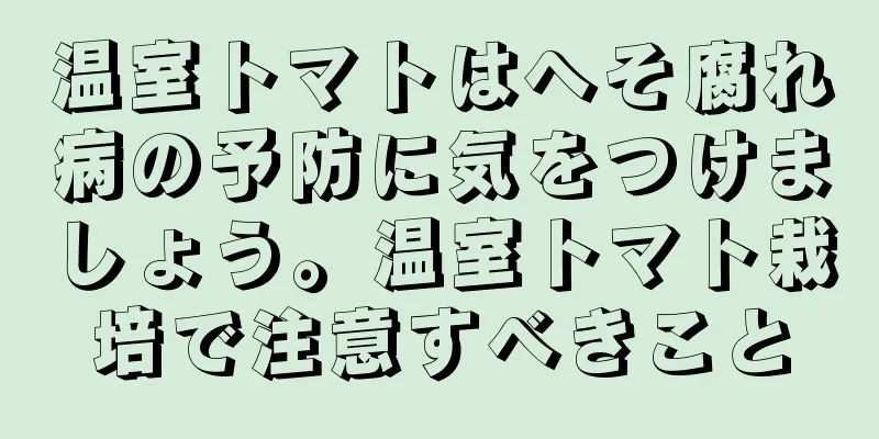 温室トマトはへそ腐れ病の予防に気をつけましょう。温室トマト栽培で注意すべきこと