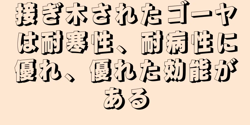 接ぎ木されたゴーヤは耐寒性、耐病性に優れ、優れた効能がある