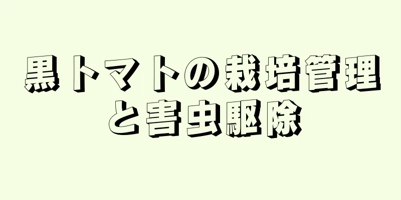 黒トマトの栽培管理と害虫駆除