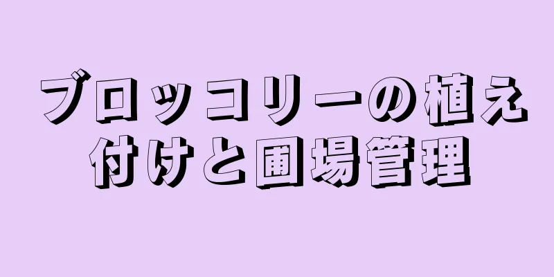 ブロッコリーの植え付けと圃場管理