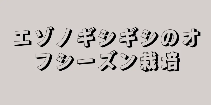 エゾノギシギシのオフシーズン栽培