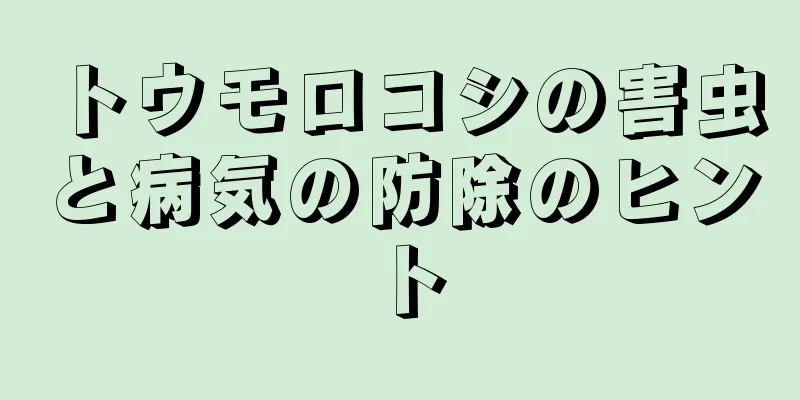 トウモロコシの害虫と病気の防除のヒント