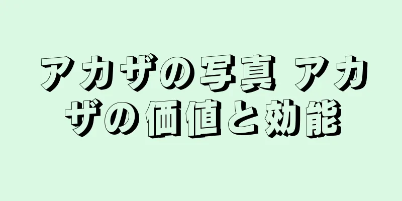 アカザの写真 アカザの価値と効能