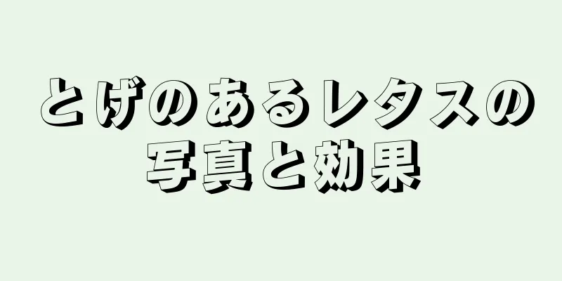 とげのあるレタスの写真と効果