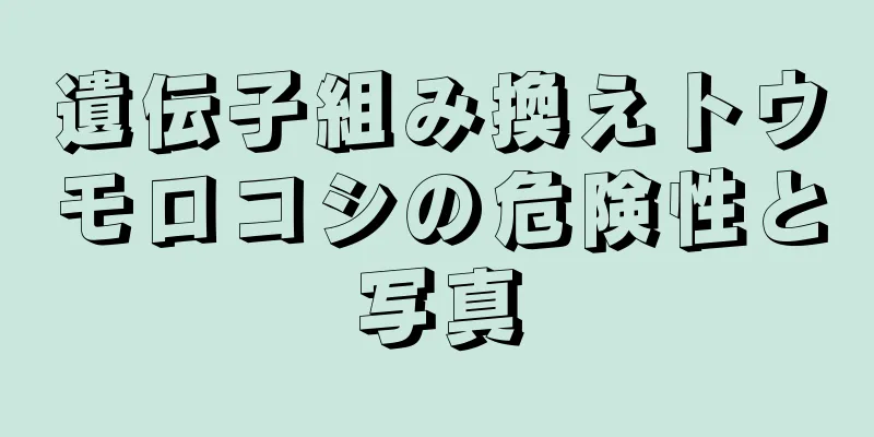 遺伝子組み換えトウモロコシの危険性と写真