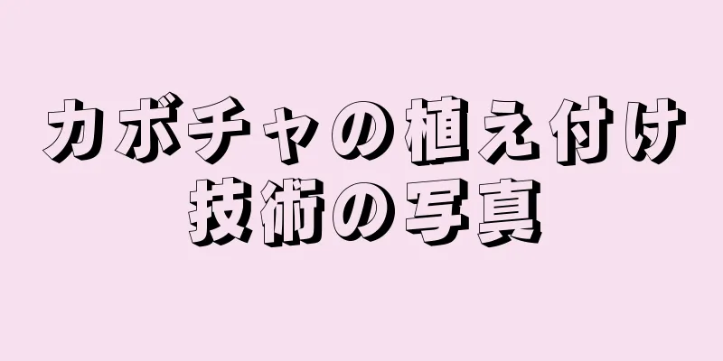 カボチャの植え付け技術の写真