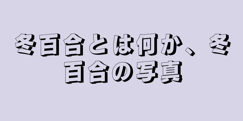 冬百合とは何か、冬百合の写真