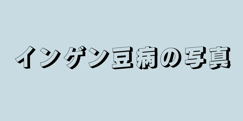 インゲン豆病の写真