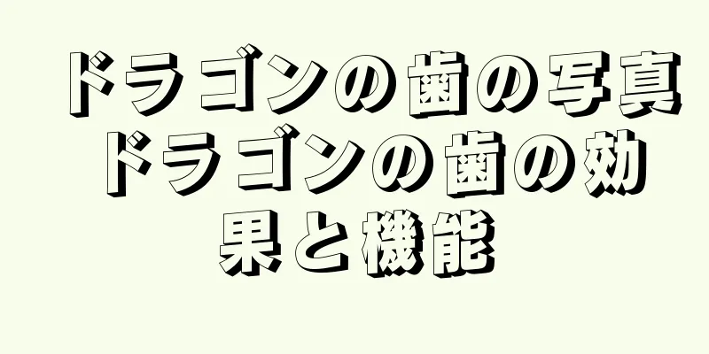 ドラゴンの歯の写真 ドラゴンの歯の効果と機能