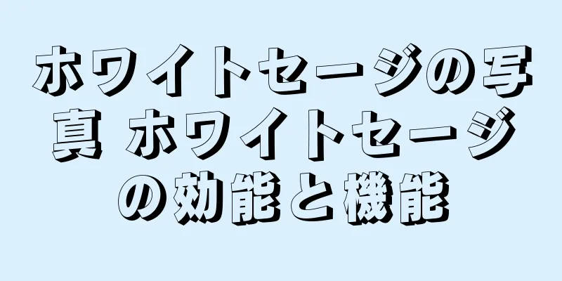 ホワイトセージの写真 ホワイトセージの効能と機能
