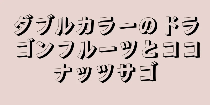 ダブルカラーのドラゴンフルーツとココナッツサゴ