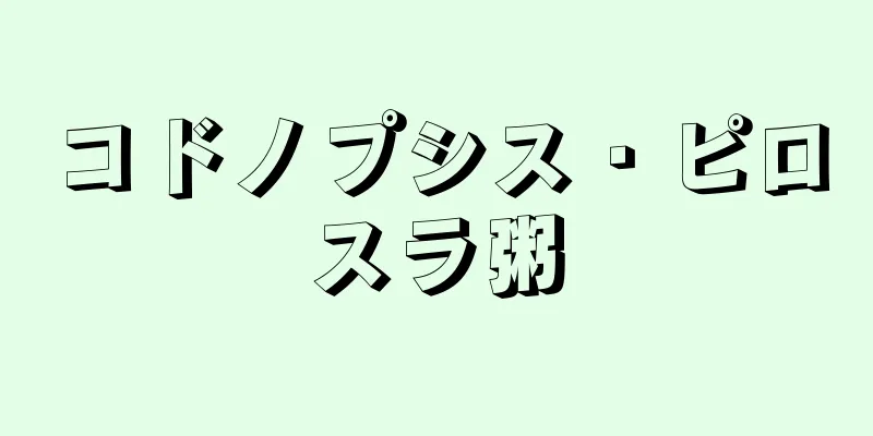 コドノプシス・ピロスラ粥