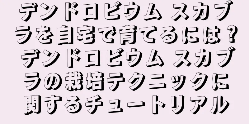 デンドロビウム スカブラを自宅で育てるには？ デンドロビウム スカブラの栽培テクニックに関するチュートリアル