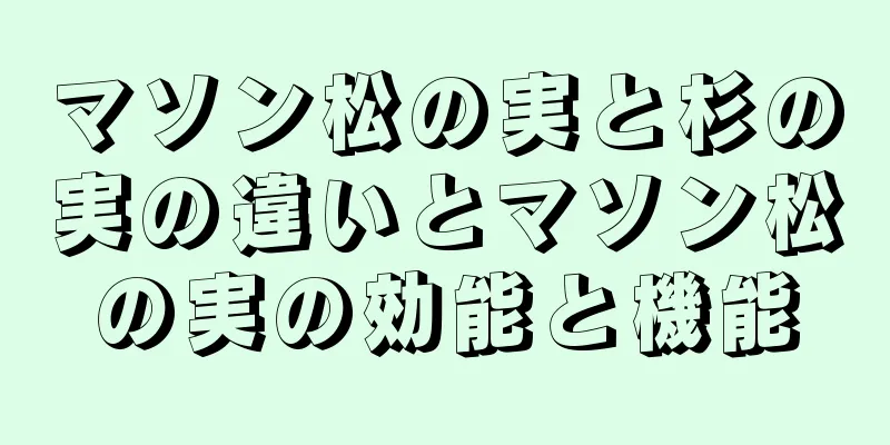 マソン松の実と杉の実の違いとマソン松の実の効能と機能